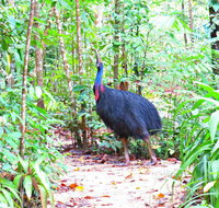 Daintree Safaris - Tourism Gold Coast