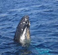 Jervis Bay Whales - Tourism Gold Coast