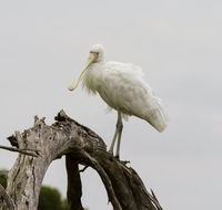 Melbourne Birding Tours - Tourism Gold Coast