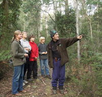 Great Western Tiers Forest Walks Tasmania - Tourism Gold Coast