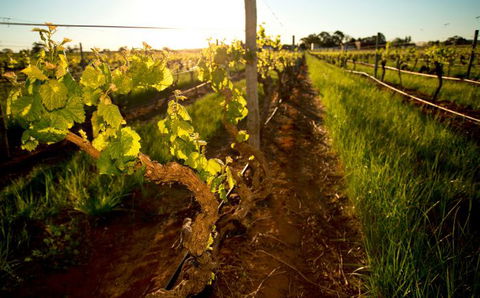 Kaesler Old Vine Vineyard Tour - Tourism Gold Coast 0