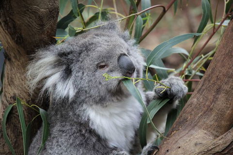 Oceania Tours And Safaris - Tourism Gold Coast 1