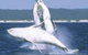Reel Time Charters Yamba - thumb 3