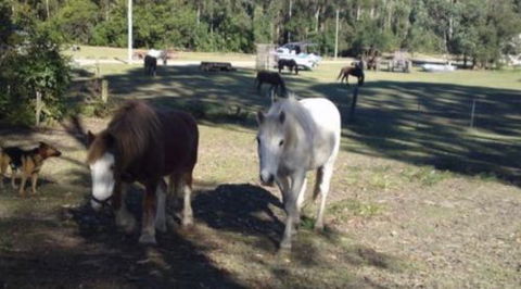 AAA Horse Riding & More - Tourism Gold Coast 2