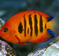 Cairns Marine - Tourism Gold Coast