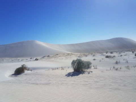 Pinnacles Desert, Koalas And Sandboarding 4WD Day Tour From Perth - Tourism Gold Coast 2