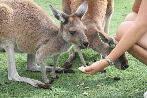 Pinnacles Desert, Koalas And Sandboarding 4WD Day Tour From Perth - Tourism Gold Coast 32