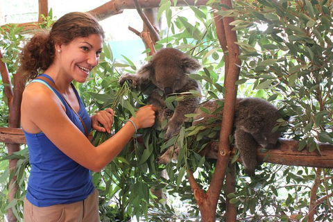 Pinnacles Desert, Koalas And Sandboarding 4WD Day Tour From Perth - Tourism Gold Coast 29