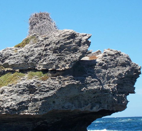 Rottnest Island Tour From Perth Or Fremantle Including Adventure Speed Boat Ride - Tourism Gold Coast 7