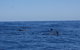 Rottnest Island Tour From Perth Or Fremantle Including Adventure Speed Boat Ride - thumb 6