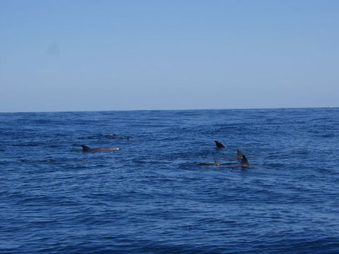 Rottnest Island Tour From Perth Or Fremantle Including Adventure Speed Boat Ride - Tourism Gold Coast 6