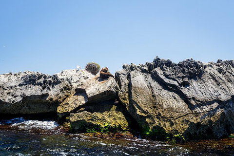 Rottnest Island Tour From Perth Or Fremantle Including Adventure Speed Boat Ride - Tourism Gold Coast 9