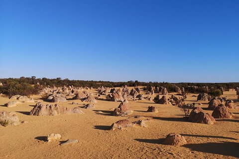 Pinnacles Day Trip From Perth Including Yanchep National Park - Tourism Gold Coast 6