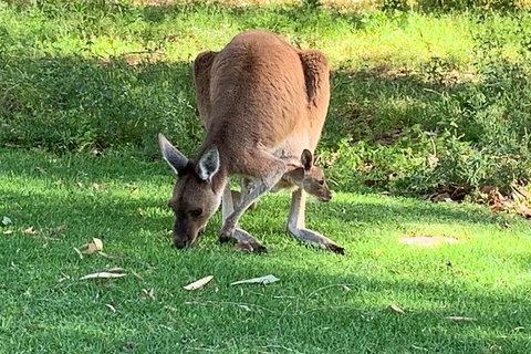 Pinnacles Day Trip From Perth Including Yanchep National Park - Tourism Gold Coast 5