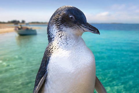 Full-Day Penguin Island & Fremantle Town - Tourism Gold Coast 2