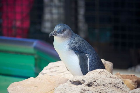 Full-Day Penguin Island & Fremantle Town - Tourism Gold Coast 5