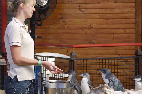 Full-Day Penguin Island & Fremantle Town - Tourism Gold Coast 6