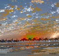 1 Hour Broome Sunset Camel Tour - Tourism Gold Coast