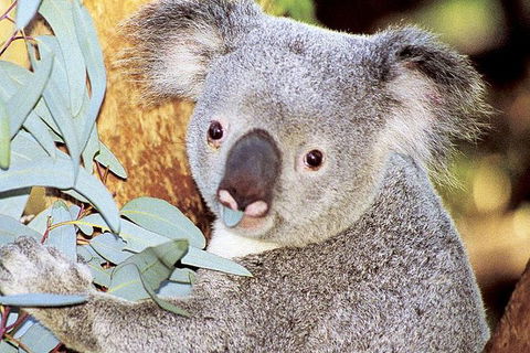 Perth Zoo General Entry Ticket And Sightseeing Cruise - Tourism Gold Coast 0