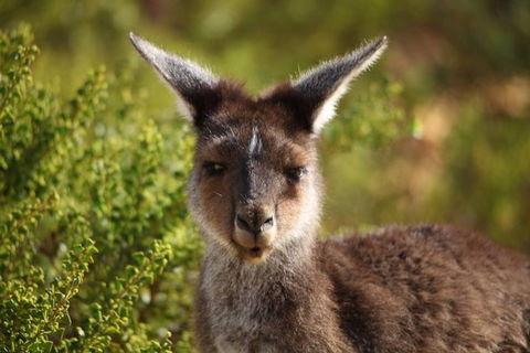 Pinnacles Sunset Dinner And Wildlife Experience A Small Group Tour - Tourism Gold Coast 6