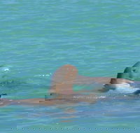 Snubfin Dolphin Eco Cruise from Broome - Tourism Gold Coast