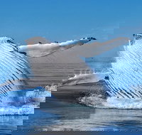 Whale Watching Dunsborough - Gold Coast