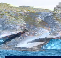 Jet Boat Whale Watching Safari from Dunsborough - Tourism Gold Coast
