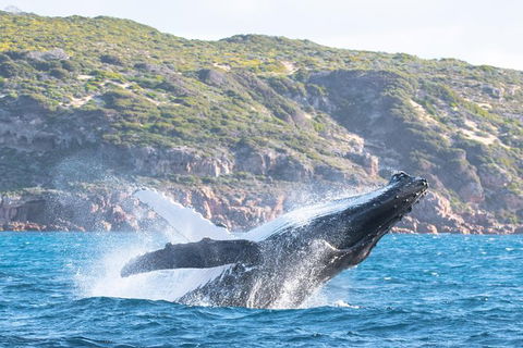 Jet Boat Whale Watching Safari From Dunsborough - Tourism Gold Coast 0