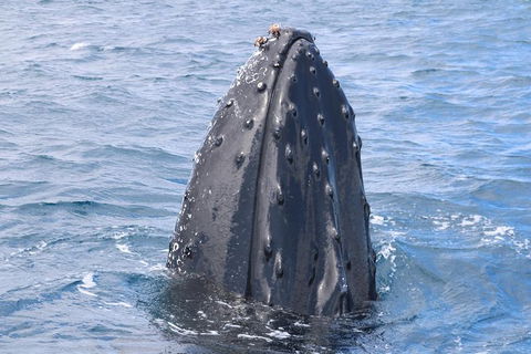 Jet Boat Whale Watching Safari From Dunsborough - Tourism Gold Coast 1