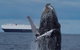 Perth Whale-Watching Cruise From Hillarys Boat Harbour - thumb 1