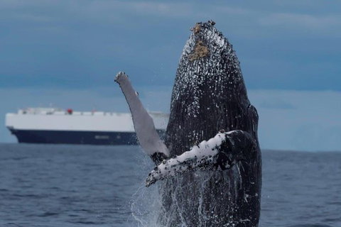 Perth Whale-Watching Cruise From Hillarys Boat Harbour - Tourism Gold Coast 1