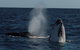 Perth Whale-Watching Cruise From Hillarys Boat Harbour - thumb 0