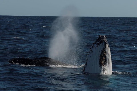 Perth Whale-Watching Cruise From Hillarys Boat Harbour - Tourism Gold Coast 0