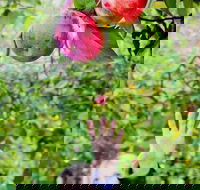 Perth Hills - Wildlife Art  Gastronomy - Tourism Gold Coast