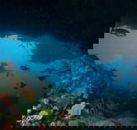Rottnest Island scuba diving from Fremantle - Tourism Gold Coast