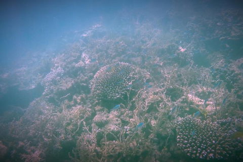 Guided Jet Ski And Snorkel Tour Of Champion Bay - Tourism Gold Coast 1