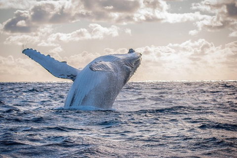 Margaret River Indulge And Discover Day Tour - Tourism Gold Coast 17