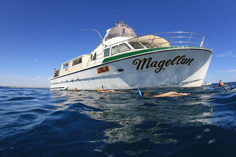 Ningaloo Reef Whale Shark Snorkeling Adventure Apr-July - Tourism Gold Coast 1