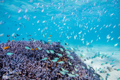 Ningaloo Reef Whale Shark Snorkeling Adventure Apr-July - Tourism Gold Coast 6