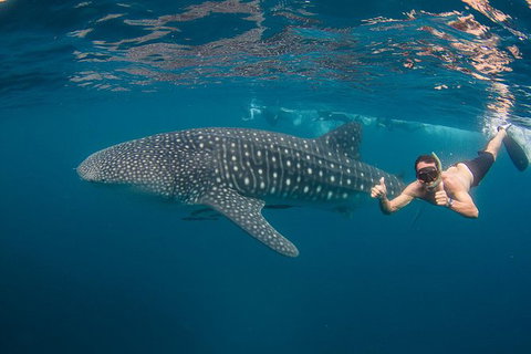 Ningaloo Reef Whale Shark Snorkeling Adventure Apr-July - Tourism Gold Coast 2