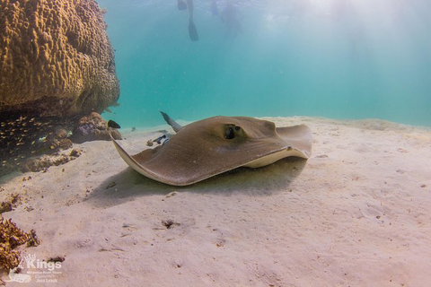 Ningaloo Reef Whale Shark Snorkeling Adventure Apr-July - Tourism Gold Coast 12