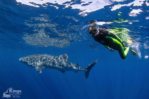 Ningaloo Reef Whale Shark Snorkeling Adventure Apr-July - Tourism Gold Coast 10
