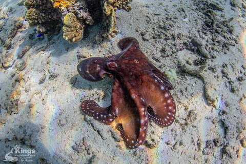 Ningaloo Reef Whale Shark Snorkeling Adventure Apr-July - Tourism Gold Coast 11