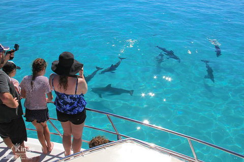 Ningaloo Reef Whale Shark Snorkeling Adventure Apr-July - Tourism Gold Coast 4