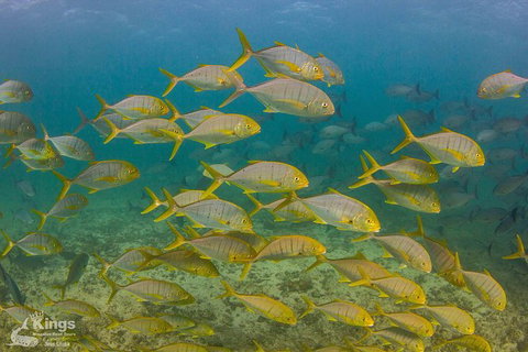 Ningaloo Reef Whale Shark Snorkeling Adventure Apr-July - Tourism Gold Coast 5