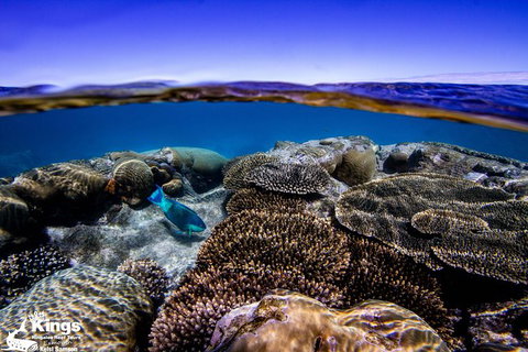 Ningaloo Reef Whale Shark Snorkeling Adventure Apr-July - Tourism Gold Coast 8