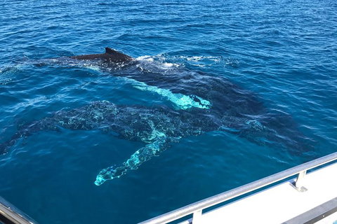 Busselton Whale Watching - Tourism Gold Coast 0