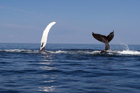 Busselton Whale Watching - Tourism Gold Coast 1
