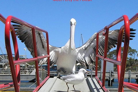 Kalgan Queen Scenic Cruises A Four Hour Sheltered Water Wildlife Tour Daily Fun. - Tourism Gold Coast 1