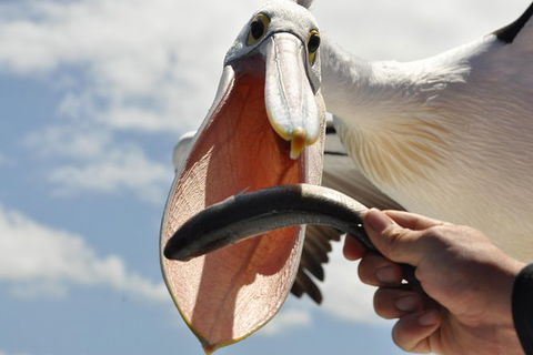 Kalgan Queen Scenic Cruises A Four Hour Sheltered Water Wildlife Tour Daily Fun. - Tourism Gold Coast 5